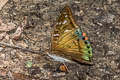 Tricoloured Baron Euthalia whiteheadi whiteheadi