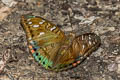 Tricoloured Baron Euthalia whiteheadi whiteheadi