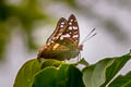 Tricoloured Baron Euthalia whiteheadi whiteheadi