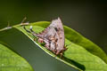 Truncate Imperial Cheritrella truncipennis 