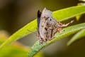 Truncate Imperial Cheritrella truncipennis 