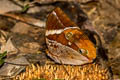 Tufted Jungleking Thauria aliris pseudaliris (Bandless Jungleking)