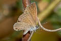 Two-spotted Lineblue Nacaduba biocellata ssp.