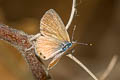 Two-spotted Lineblue Nacaduba biocellata ssp.