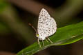 Unicoloured Darkie Allotinus unicolor unicolor