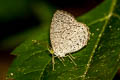 Unicoloured Darkie Allotinus unicolor continentalis