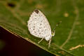 Unicoloured Darkie Allotinus unicolor continentalis