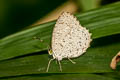 Unicoloured Darkie Allotinus unicolor continentalis