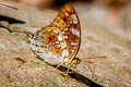 Vagrant Vagrans sinha sinha