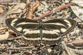 Variable Sailor Neptis zaida putoia (Pale Green Sailor)