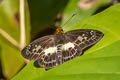 Variable White Flat Gerosis phisara phisara (Dusky Yellow-breasted Flat)