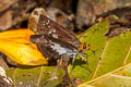 Variable White Flat Gerosis phisara phisara (Dusky Yellow-breasted Flat)