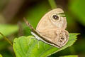 Variegated Fivering Ypthima sobrina 