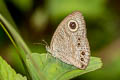 Variegated Fivering Ypthima sobrina 