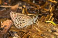 Veined Scrub Hopper Aeromachus stigmata shanda