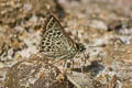 Veined Scrub Hopper Aeromachus stigmata shanda