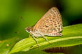 Veined Scrub Hopper Aeromachus stigmata shanda