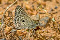 Veined Scrub Hopper Aeromachus stigmata shanda