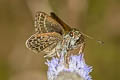 Veined Scrub Hopper Aeromachus stigmata shanda