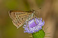 Veined Scrub Hopper Aeromachus stigmata shanda