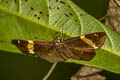 Vietnamese Banded Flat Aurivittia vietnamicus