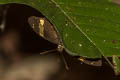 Vietnamese Banded Flat Aurivittia vietnamicus