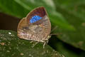 Violet-disc Oakblue Arhopala epimete duessa