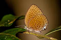 Violet Oakblue Arhopala hypomuta hypomuta