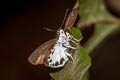 Water Snow Flat Tagiades litigiosa litigiosa