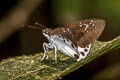 Water Snow Flat Tagiades litigiosa litigiosa
