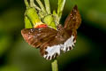 Water Snow Flat Tagiades litigiosa litigiosa
