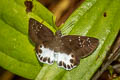 Water Snow Flat Tagiades litigiosa litigiosa