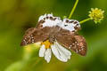 Water Snow Flat Tagiades litigiosa litigiosa