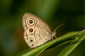 Watson's Looped Threering Ypthima watsoni