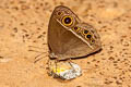 Wavy Bushbrown Mycalesis distanti mucianus