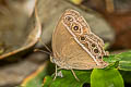 Wavy Bushbrown Mycalesis distanti mucianus