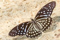 Western Kaiser Penthema darlisa darlisa