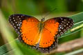 Western Red Lacewing Cethosia biblis biblis