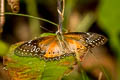 Western Red Lacewing Cethosia biblis biblis