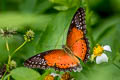 Western Red Lacewing Cethosia biblis biblis