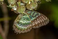 Western Red Lacewing Cethosia biblis biblis