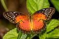 Western Red Lacewing Cethosia biblis biblis