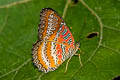 Western Red Lacewing Cethosia biblis biblis