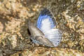 White-banded Hedge Blue Lestranicus transpectus