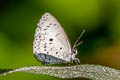 White-banded Hedge Blue Lestranicus transpectus