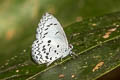 White-banded Hedge Blue Lestranicus transpectus