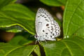 White-banded Hedge Blue Lestranicus transpectus