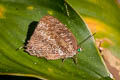 White-banded Oakblue Arhopala ijanensis 