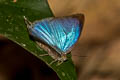 White-banded Oakblue Arhopala ijanensis 