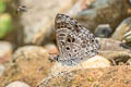 White-banded Pierrot Niphanda asialis (Fawcett's Pierrot)